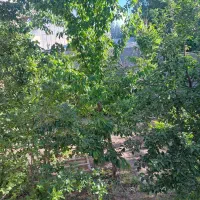 باغ-بر-اتوبان-جاده-روانسر-با-تمام-امتیازات