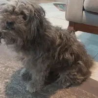 سگ با باکسش