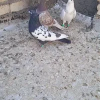 کبوتر رنگه جفت نر کاکولی|پرنده|سلیمان, |دیوار