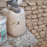 نر ماده پور فروشی|پرنده|نجفآباد, حومه نجف آباد|دیوار