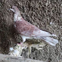 کفتر یجایی|پرنده|ری, شهرک نظامی|دیوار