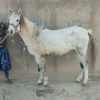 اسبهای یورقه با گوسفند یا بز معاوضه میکنم|اسب و تجهیزات اسبسواری|مشهد, دانشجو|دیوار