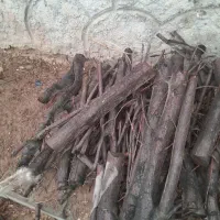 کنده شومینه ای و توتی|بخاری، هیتر، شومینه|مهریز, |دیوار