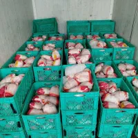 پخش عمده و خرده (مرغ ،بوقلمون، گوشت منجمد)