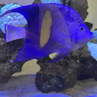 فرشته ماهی اب شور