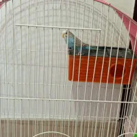 فروش مرغ عشق به همراه تجهیزاتش