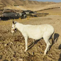 این فر ایران دو گوش نر خره یخته