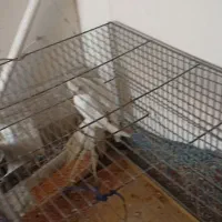 عروس هلندی گمشده در محمد آباد گرگان|حیوانات|گرگان, |دیوار