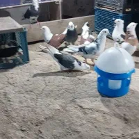 کفتر