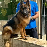 سگ ژرمن شپرد شولاین و ورکلاین