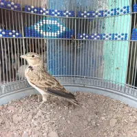 سهره خاکی معاوضه با ماده سهره