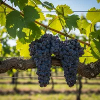 نهـال زردآلــو نخجوان درشت پرآب و بازارپسند|خدمات باغبانی و درختکاری|اصفهان, گلزار|دیوار