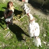 جوجه خروس لاری اصل ۵ ماهه دانه ای  سه و نیم