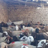 44راس میش ابستن یک و دوو شکم|حیوانات مزرعه|سنقر, |دیوار