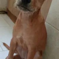 توله سگ پیت بول