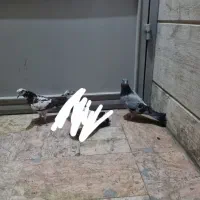 دو  تا کبوتر جوجه