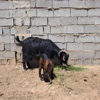 گوسفند ، میش ، بره ، قوچ ، بز سرقتی|حیوانات مزرعه|شیراز, کوی فرهنگیان|دیوار