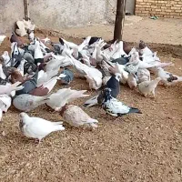 کبوتر های جنس قدیم