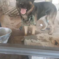 سگ نگهبان