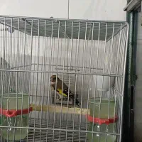 سهره نر دورگ.فسا