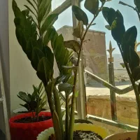 گل برای فروش|گل و گیاه طبیعی|سروآباد, |دیوار