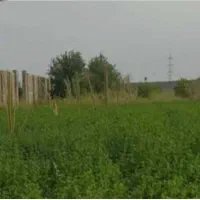 زمین کشاورزی