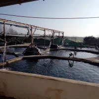 رهن اجاره استخر پرورش ماهی خاویاری قزل آلا ساری