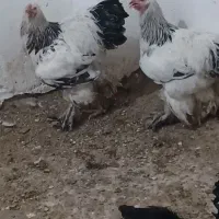 خروس‌برهما معاوضه با مرغ‌محلی یاخروس داری