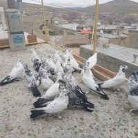 کبوتر کاکولی پاپرواکسن شده ضمانتی قشنگ زیبا