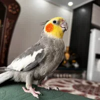 عروس هلندی یک جفت