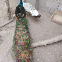 فروش طاووس بالغ وجوجه|پرنده|رشت, گلباغ نماز|دیوار