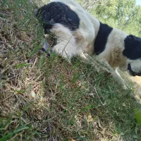 واگذاری سگ قدریجونی|سگ|بوانات, |دیوار