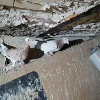 پرنده|پرنده|مشهد, قائم|دیوار