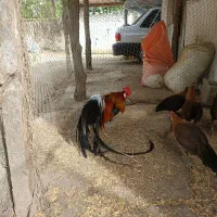 تخم مرغ فونیکس