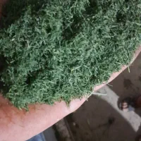 شوید خشک درجه ۱|خوردنی و آشامیدنی|تهران, نازی‌آباد|دیوار