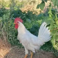 خروس