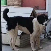 فروش توله ماده آلابای ولکادو 9 ماهه