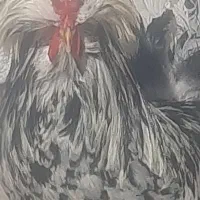 خروس سلطان مولد جوان