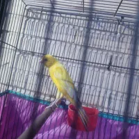 فروش  قناری. نرو ماده