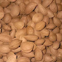 بادام درختی سنگی بوانات|خوردنی و آشامیدنی|شیراز, ریاستی|دیوار