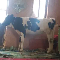 گوساله
