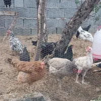 مرغ|حیوانات مزرعه|سنندج, |دیوار