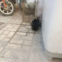 خرگوش|موش و خرگوش|مشهد, بهمن|دیوار