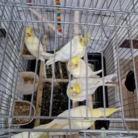 عروس هلندی مولد