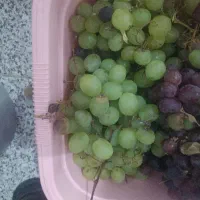 فروش انگور فخری