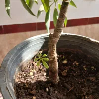 گل پنج برگ|گل و گیاه طبیعی|میاندوآب, |دیوار