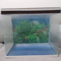 آکواریوم ماهی