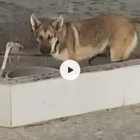 دوعدد سگ  ژرمن