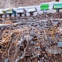 کندوی فروشی|حیوانات مزرعه|مشهد, احمدآباد|دیوار