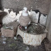 طوقی|پرنده|هرسین, |دیوار